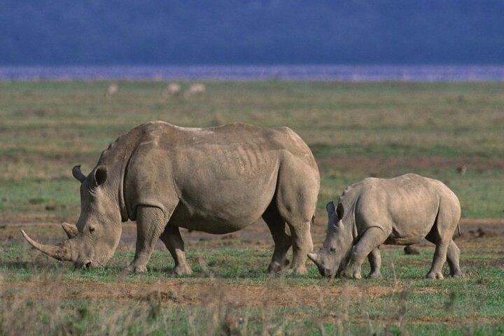 5 dages safari i Tarangire, Serengeti og Ngorongoro Wonders