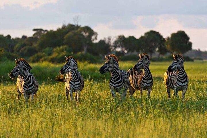 5 dages safari i Tarangire, Serengeti og Ngorongoro Wonders