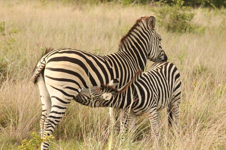 4-daagse Victoria Falls Safari Tour & Chobe National Park gamedrive