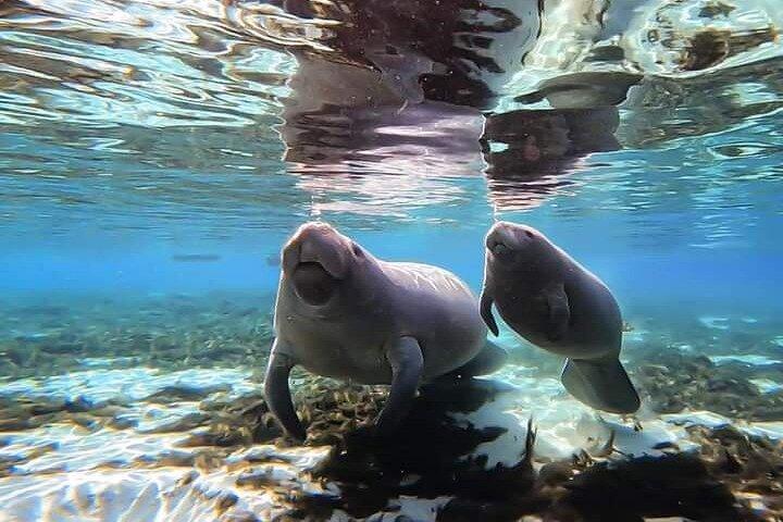 Manatee Kayak Encounter