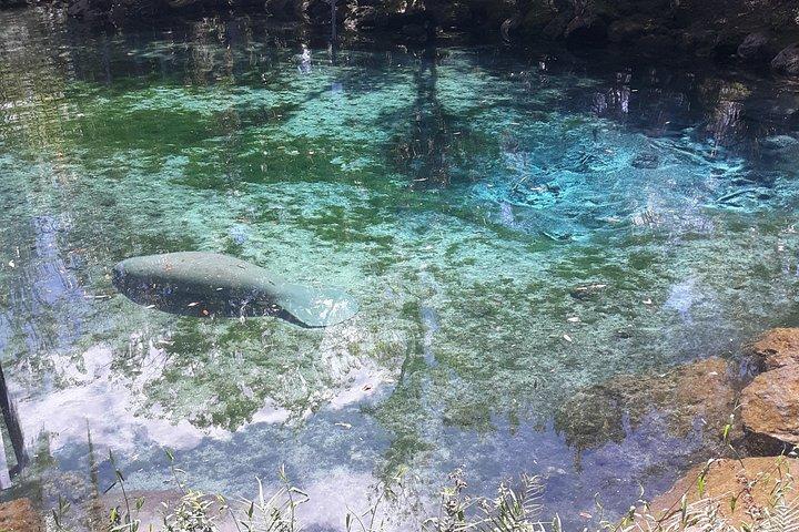 Manatee Kayak Encounter