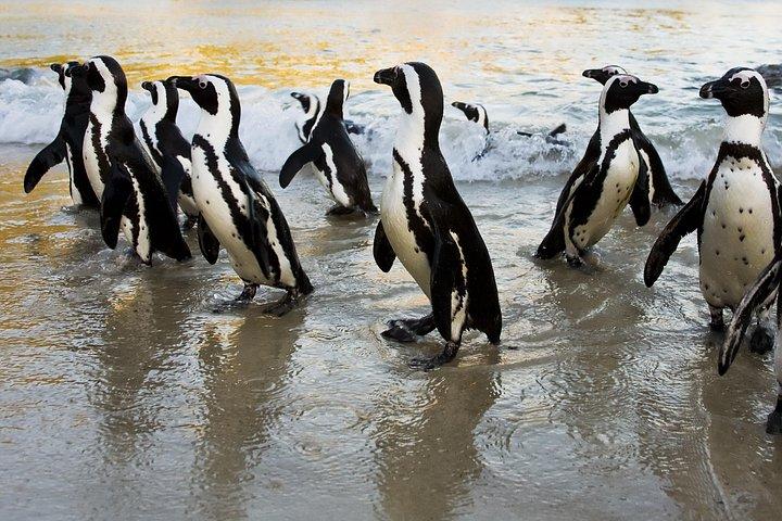 Visite privée tout compris : Table Mountain, Cape Point & Penguins