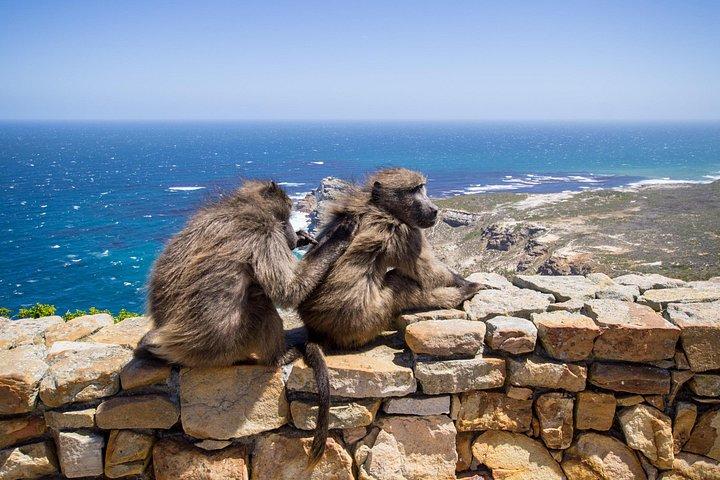 Visite privée tout compris : Table Mountain, Cape Point & Penguins