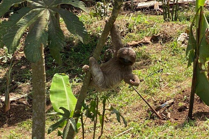 Sloth, Rain Forest Hike and Waterfall