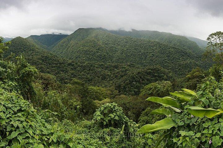 Sloth, Rain Forest Hike and Waterfall