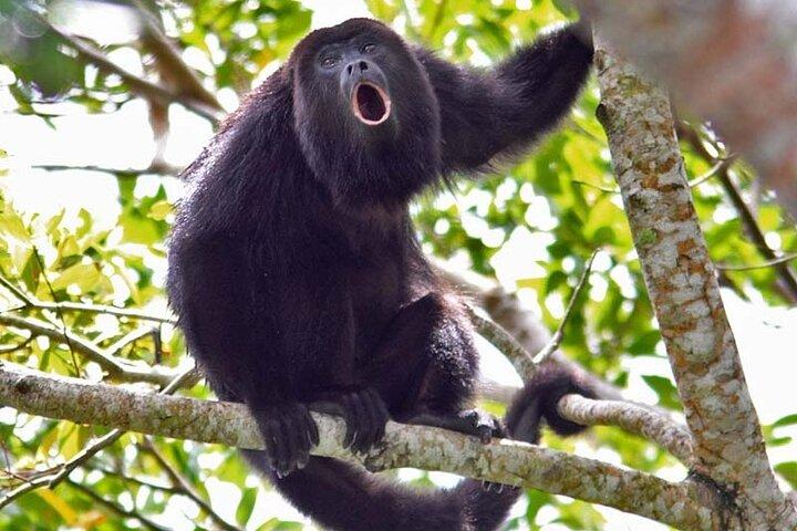 Sloth, Rain Forest Hike and Waterfall