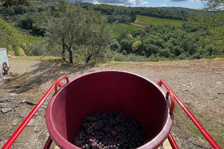 Druivenstampen en wijnproeven in Toscane