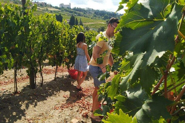Druivenstampen en wijnproeven in Toscane
