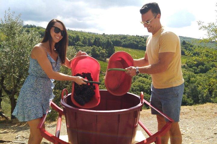 Druivenstampen en wijnproeven in Toscane