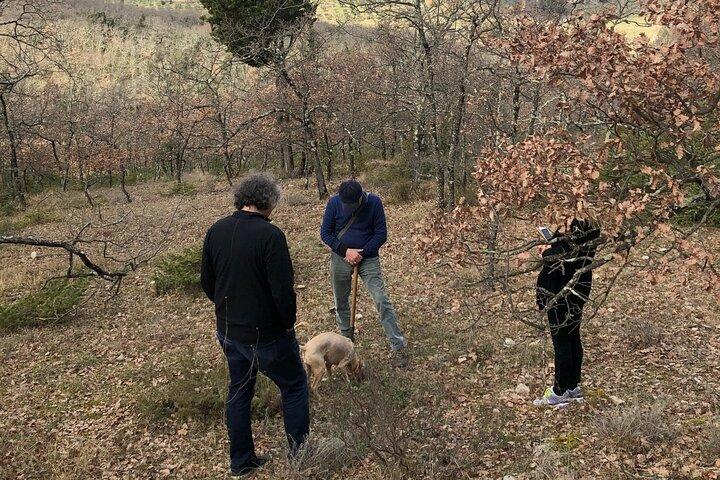 Caça privada de trufas na Toscana