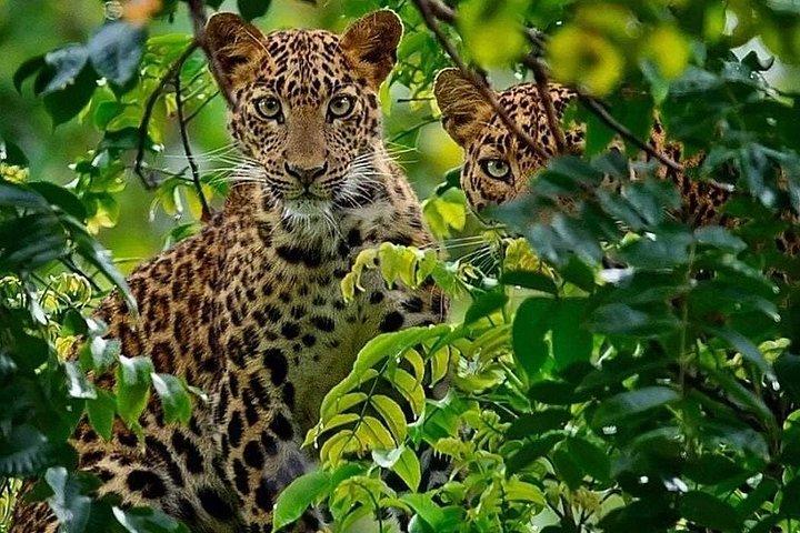 Två dagars och en natts safari från Zanzibar
