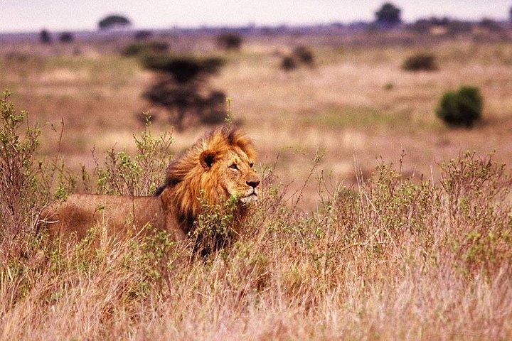 Zweitägige und eine Nachtsafari von Sansibar