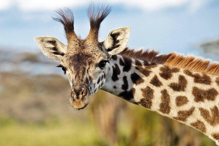 Zweitägige und eine Nachtsafari von Sansibar