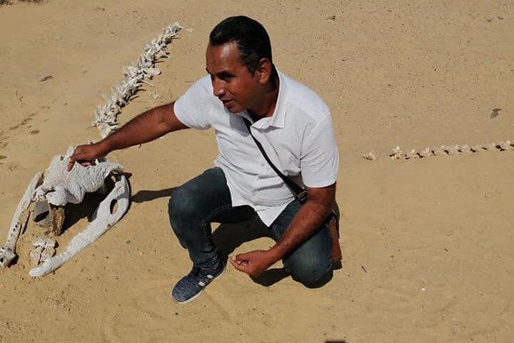 Visite privée de la vallée des baleines et des chutes d'eau de Wadi El Rayan