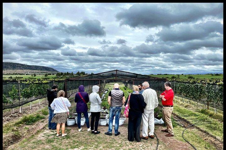 Lokal vingårdstur og vinsmagning i Independence Valley