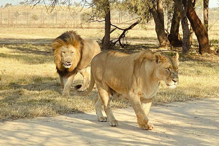 Excursão de 3 dias em Joanesburgo com Safari no Parque Nacional de Pilanesberg