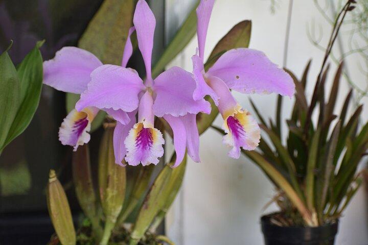 Orchideen-Tour