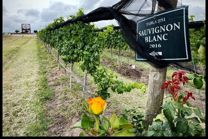 Lokal vingårdstur og vinsmagning i Independence Valley