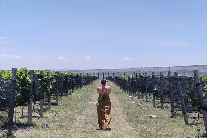 Lokal vingårdstur og vinsmagning i Independence Valley