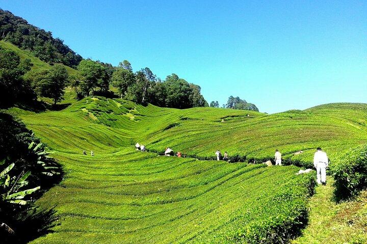 2-Nächte Cameron Highlands Discovery von Penang nach Kuala Lumpur