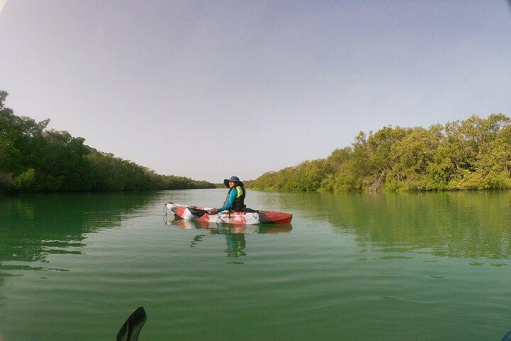 Kajaktur i Holbox mangroveskove