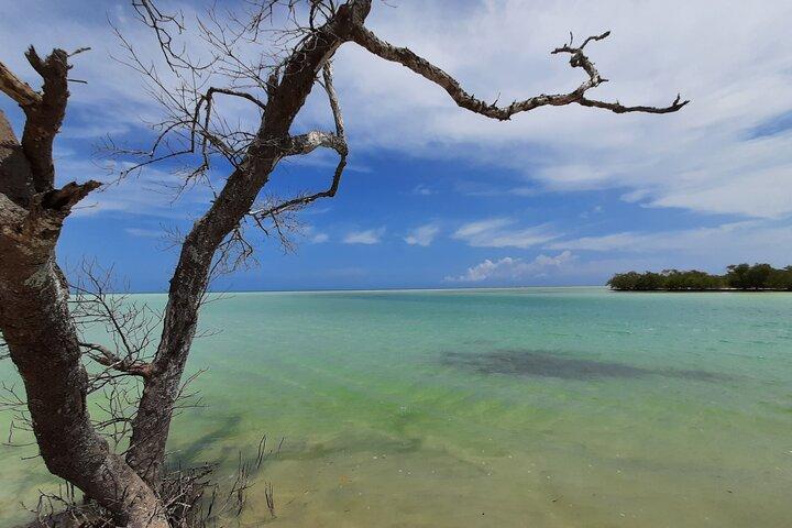Kajaktur i Holbox mangroveskove