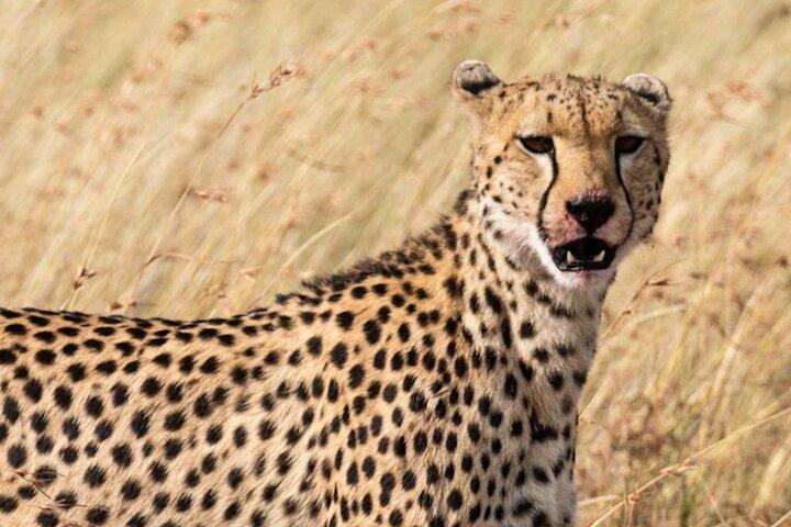 プライベートケニアサファリ5日間マラ湖ナイバシャとアンボセリへ