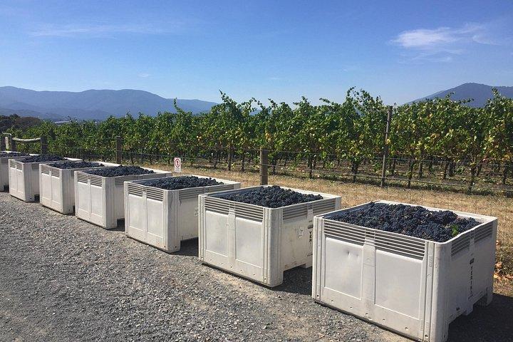 Scenic Private Yarra Valley Wine Tour