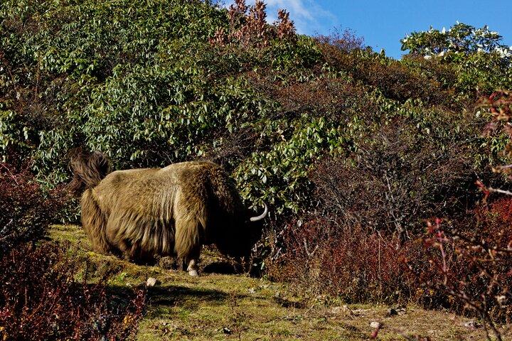 Singalila Ridge Trek, Darjeeling