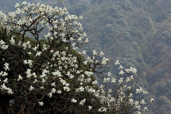 Singalila Ridge Trek, Darjeeling