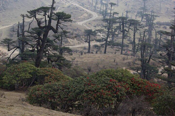 Singalila Ridge Trek, Darjeeling