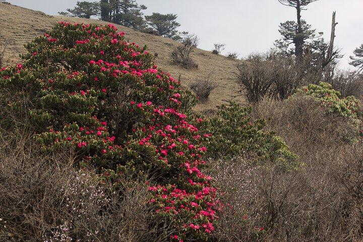 Singalila Ridge Trek, Darjeeling