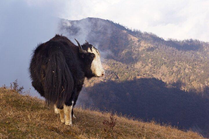 Singalila Ridge Trek, Darjeeling