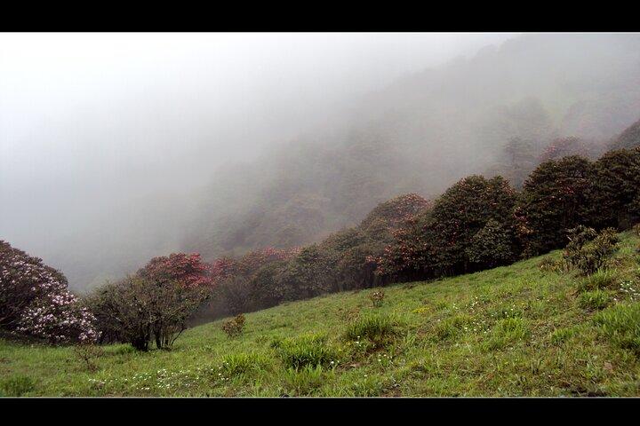 Singalila Ridge Trek, Darjeeling