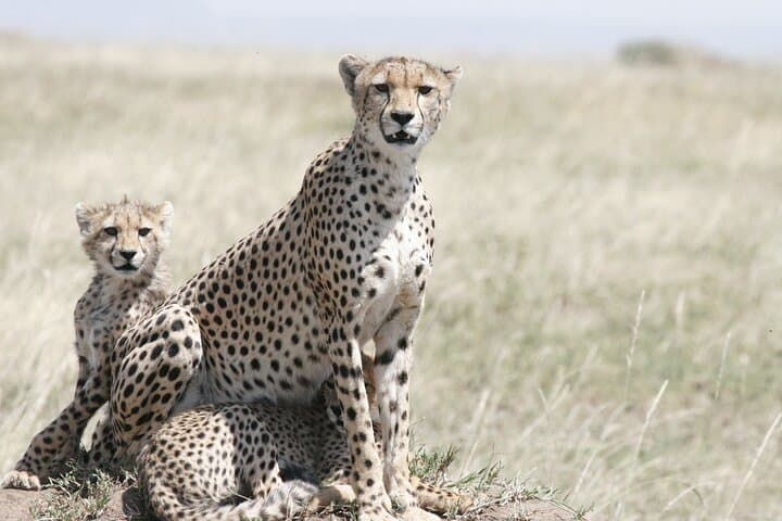 Private Mini Safari Tour in Nairobi National Park