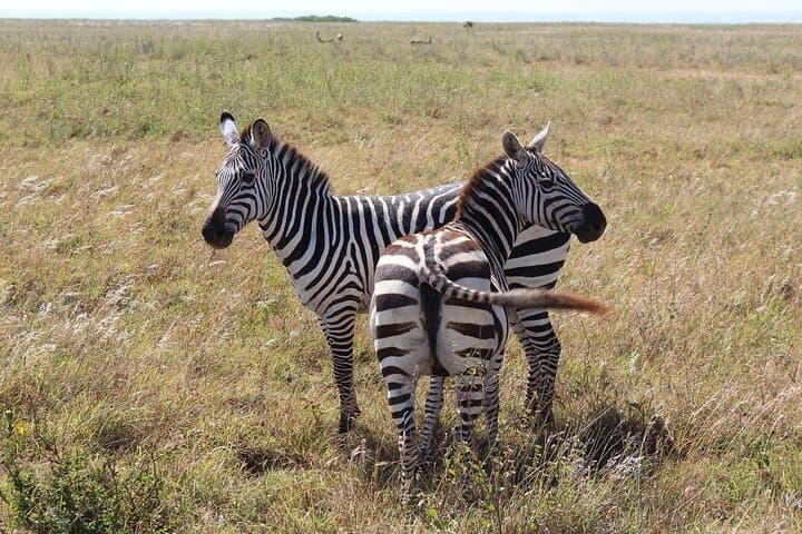 Private Mini Safari Tour in Nairobi National Park