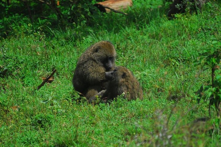 Private Mini Safari Tour in Nairobi National Park