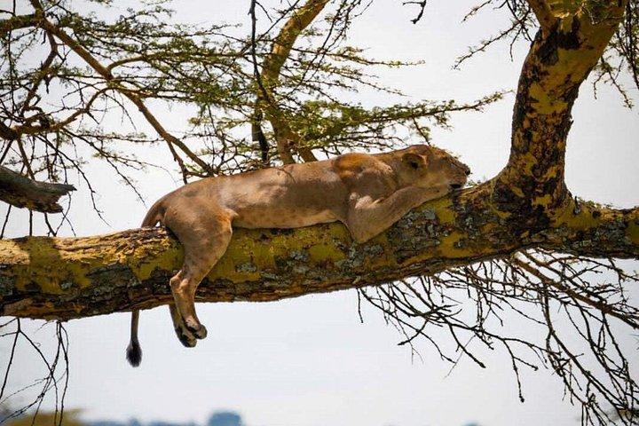 7 Days: Wildebeests migration calving Southern Serengeti