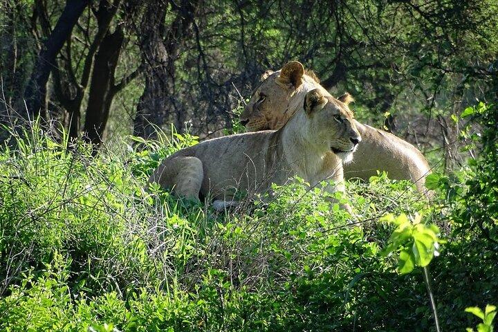 Safari Manyara et Tarangire de 3 jours au cratère du Ngorongoro au départ d'Arusha