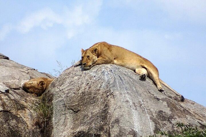 Safari Manyara et Tarangire de 3 jours au cratère du Ngorongoro au départ d'Arusha