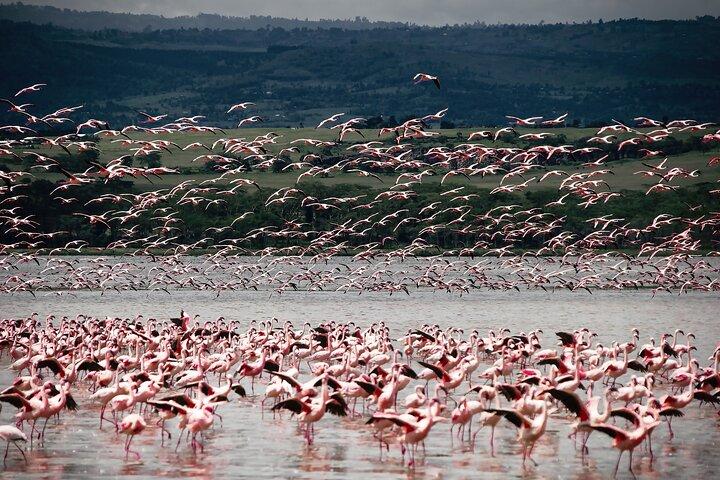 Safari privato in Kenya di 7 giorni Amboseli, Naivasha, Nakuru, Mara