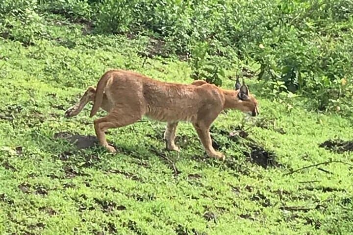 8 Days Safari to Amboseli N/P Tarangire NP Serengeti Ngorongoro Manyara-Midrange