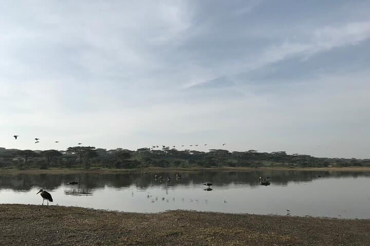 8 Days Safari to Amboseli N/P Tarangire NP Serengeti Ngorongoro Manyara-Midrange