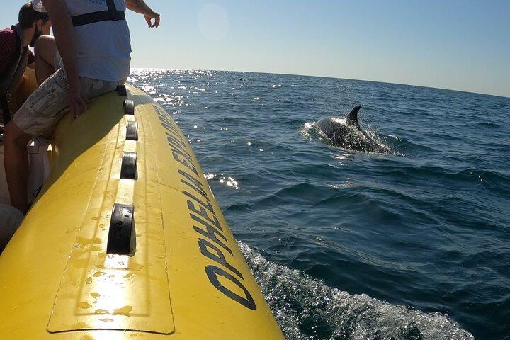 Dolphin Discovery