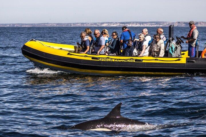 Dolphin Discovery