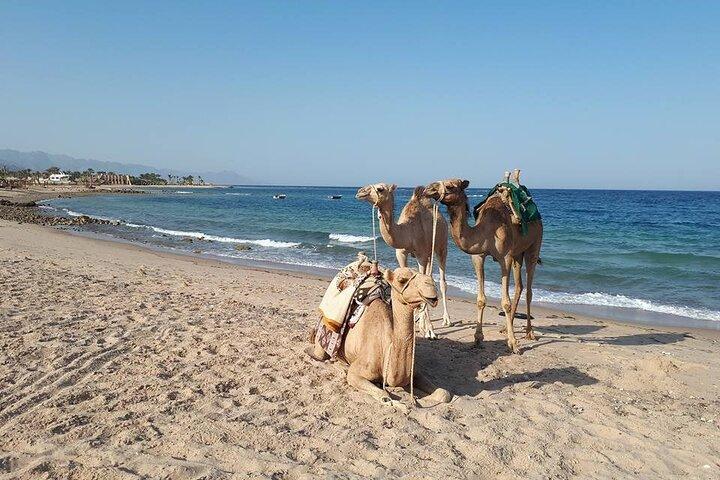 Plongée en apnée et balade à dos de chameau avec déjeuner à Dahab au départ de Charm el-Cheikh