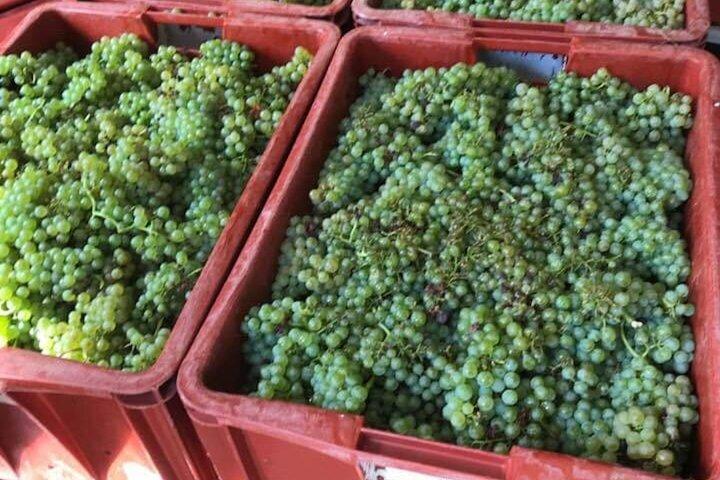 Excursion privée à la journée en Champagne, au départ de Paris