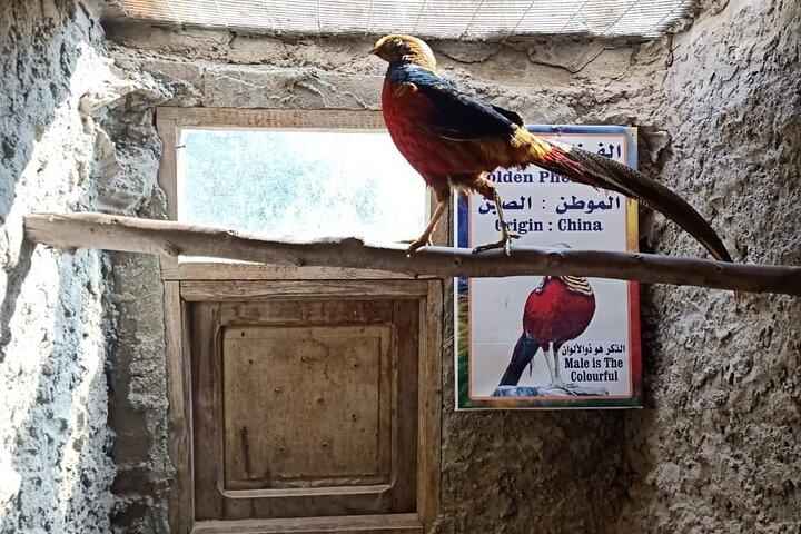Private Safari Tour naar Africano Park Alexandria vanuit Caïro