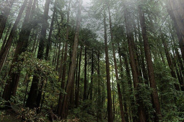 Excursión privada de un día a Muir Woods y Sausalito desde San Francisco