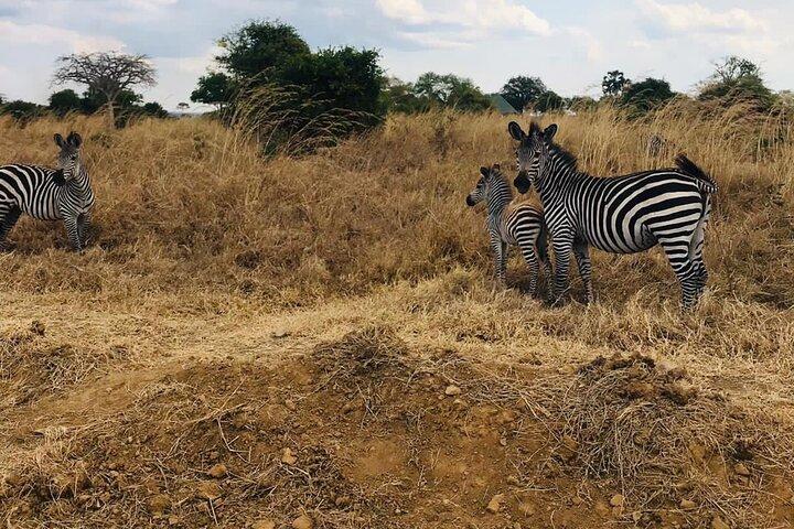 Mikumi National Park Dagtrip vanuit Dar Es Salaam Vertrek 03.00 uur